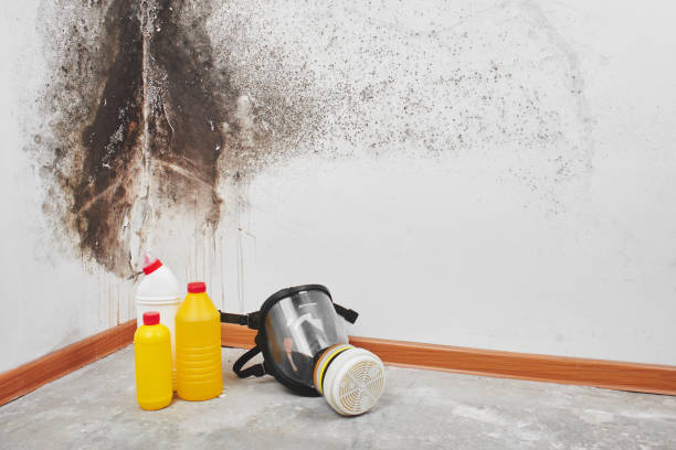 Best Office Mold Removal Services  in Beloit, WI