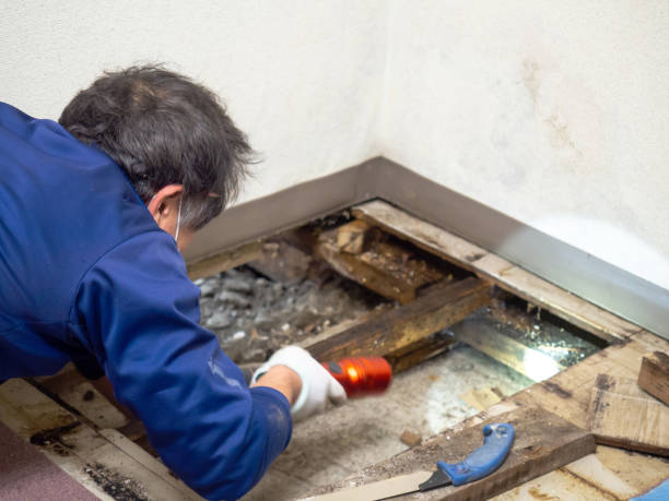 Best Attic Mold Removal  in Beloit, WI