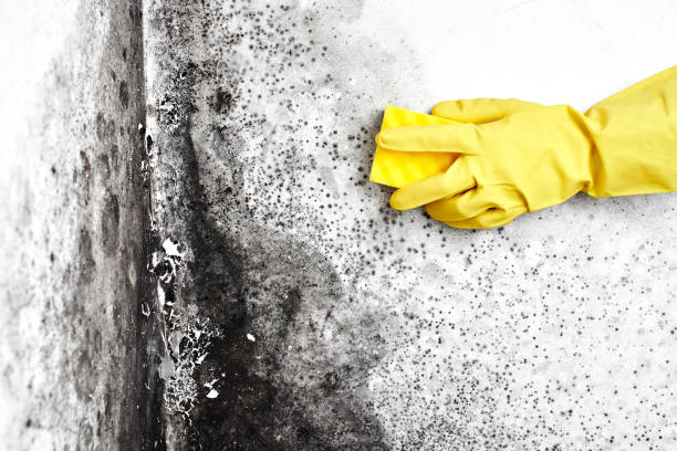 Best Black Mold Removal  in Beloit, WI