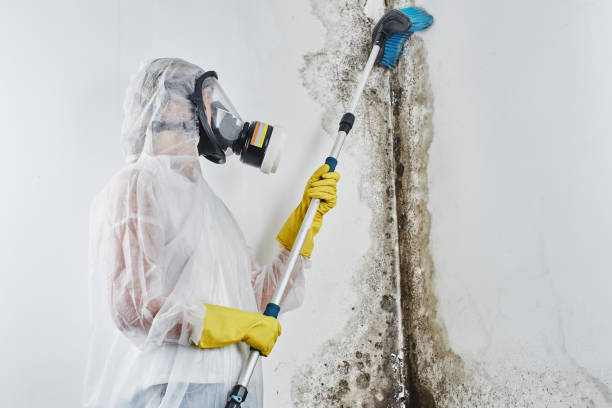 Best Mold Remediation  in Beloit, WI