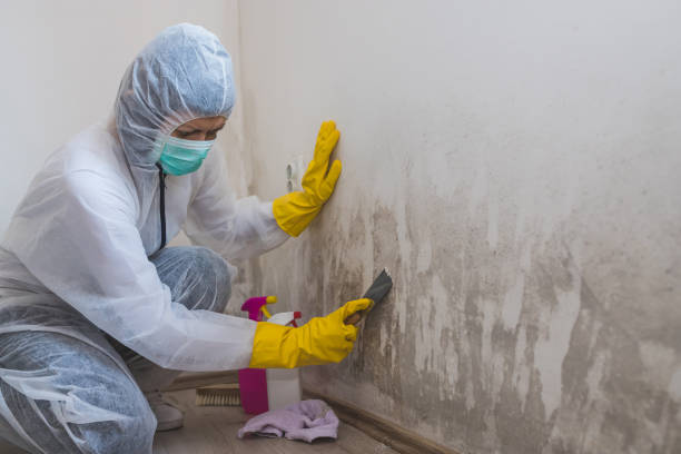 Best Mold Inspection  in Beloit, WI