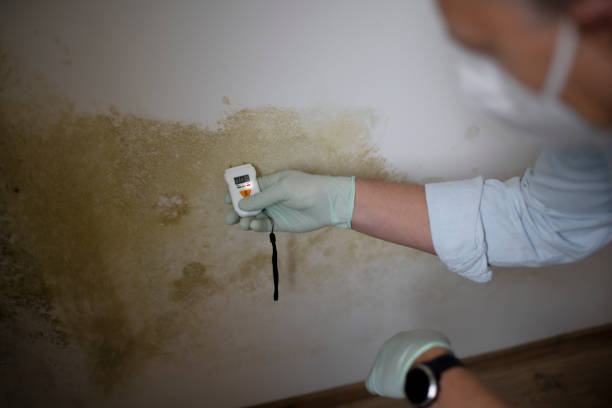 Office Mold Removal Services in Beloit, WI