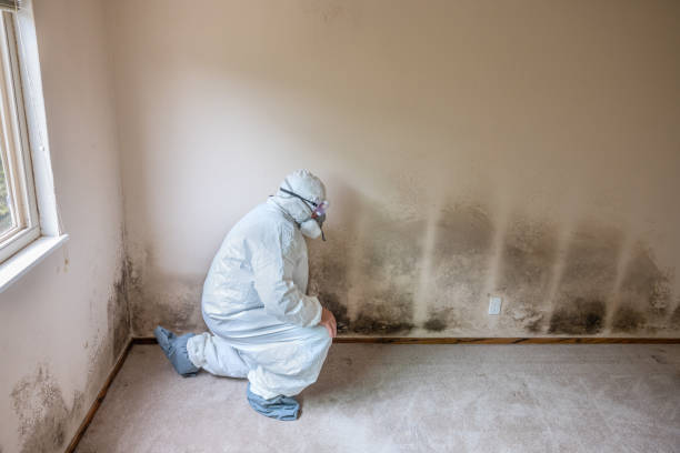 Best Crawl Space Mold Removal  in Beloit, WI