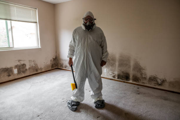 Best Certified Mold Removal  in Beloit, WI